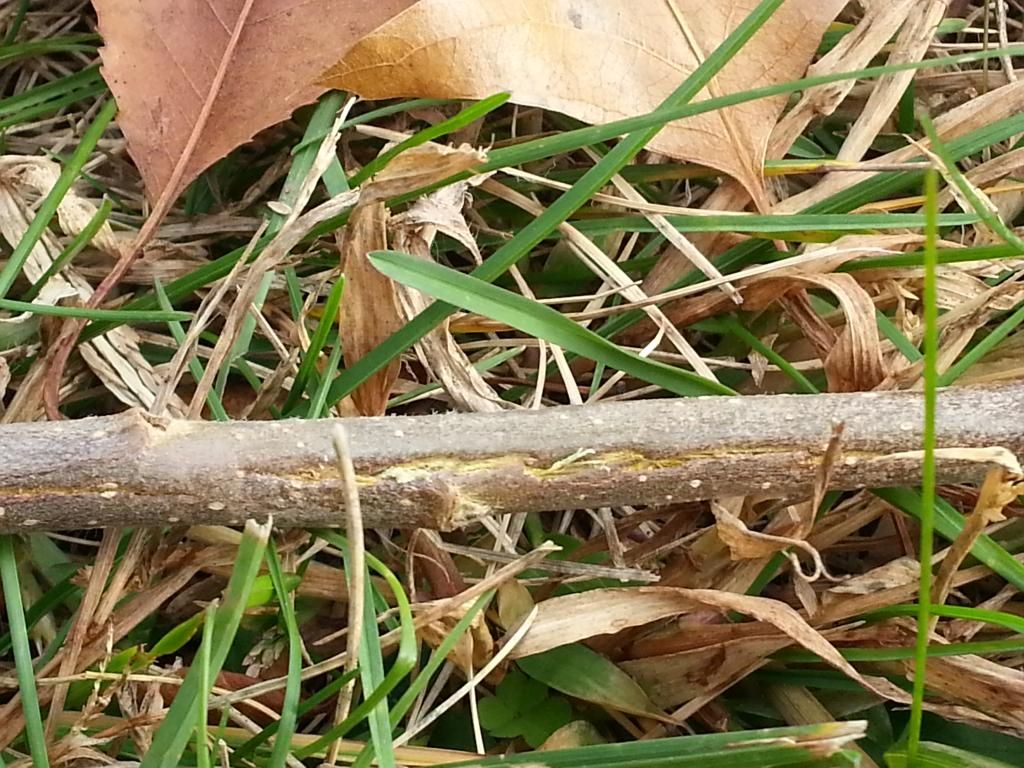  photo 20141112_130516.jpg