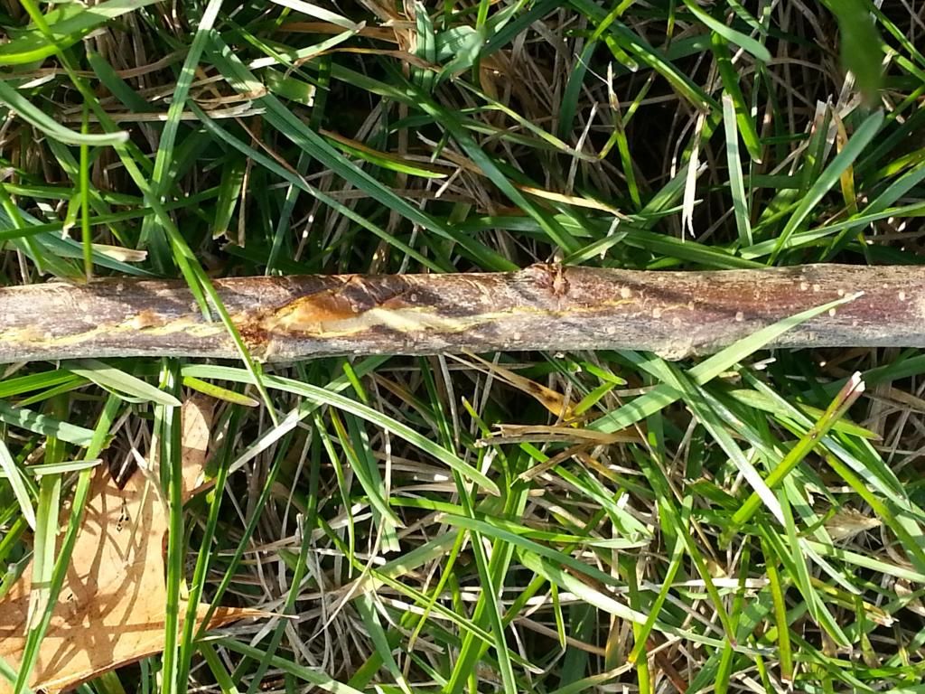  photo 20141112_132459.jpg