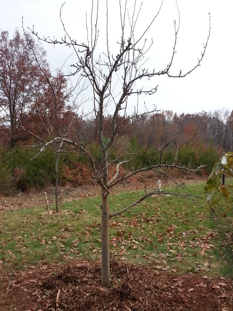  photo 20141116_145420.jpg