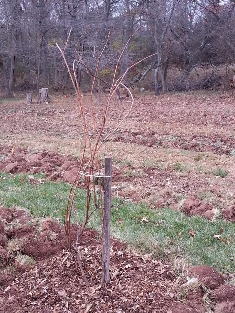  photo 20141116_145523.jpg