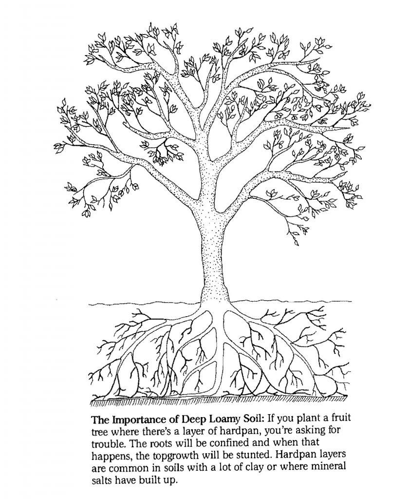  photo Hardpansoil.jpg