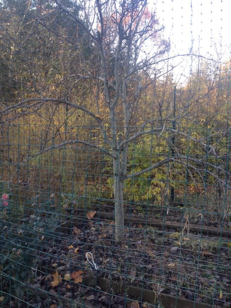  photo MikeAsianPear.jpg