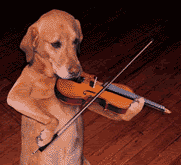 http://i235.photobucket.com/albums/ee229/photophatty67/dog_playing_violin.gif