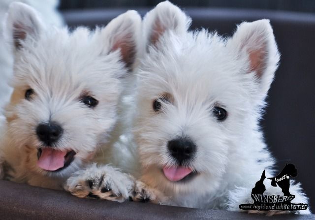 vanzare_pui_westie photo puiwestie_zps0tphutbk.jpg