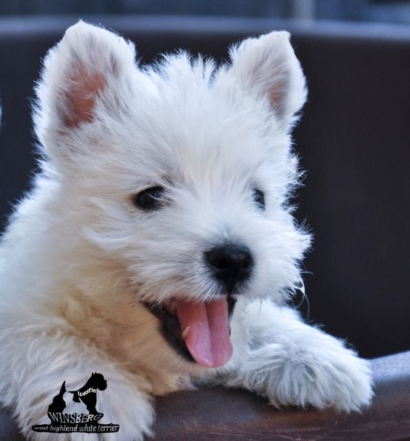 vand_pui_westie photo vanzarecatelwestie_zps0avdtuhn.jpg