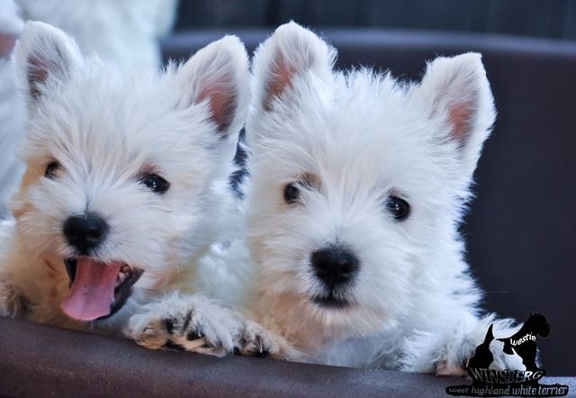 catei_westie_de_vanzare photo westievanzare_zpsmbc0ytgl.jpg