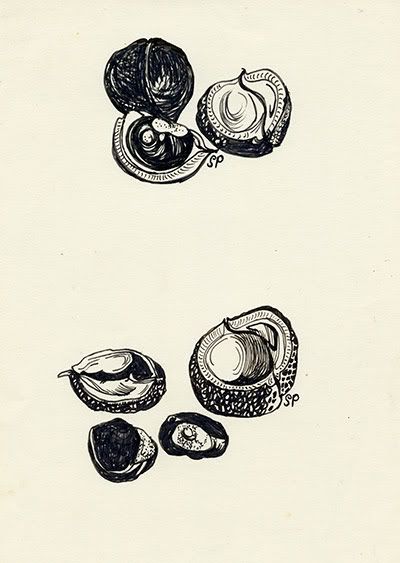Conkers, by Sylvia Plath