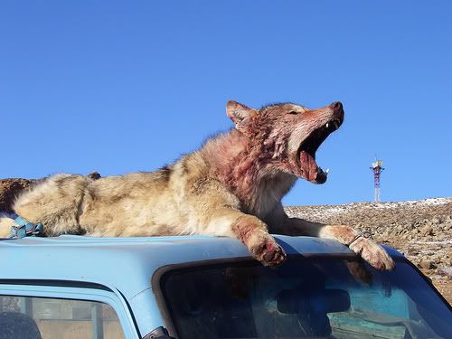 dead wolf Pictures, Images and Photos