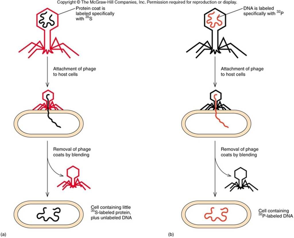 Picture2 - Online Lessons: Molecular Biology - Science and Research Picture2 - Online Lessons: Molecular Biology - Science and Research