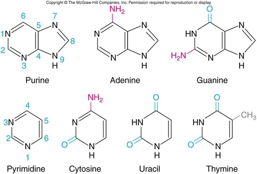 Picture3 - Online Lessons: Molecular Biology - Science and Research Picture3 - Online Lessons: Molecular Biology - Science and Research