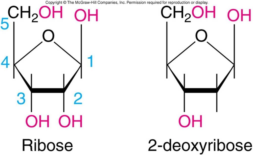 Picture4 - Online Lessons: Molecular Biology - Science and Research Picture4 - Online Lessons: Molecular Biology - Science and Research