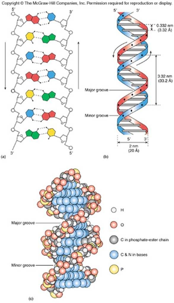 Picture9 - Online Lessons: Molecular Biology - Science and Research Picture9 - Online Lessons: Molecular Biology - Science and Research