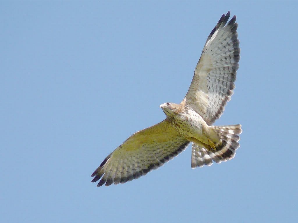 Cuban Broad-winged Hawk in flight - Cuba - photo copyright 2009 by Blake Maybank Pictures, Images and Photos