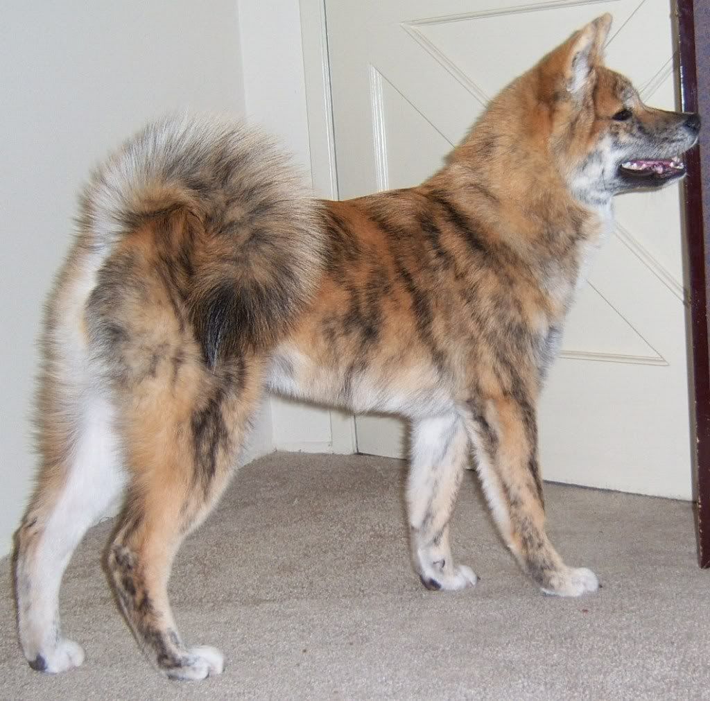 Japanese Akita Brindle