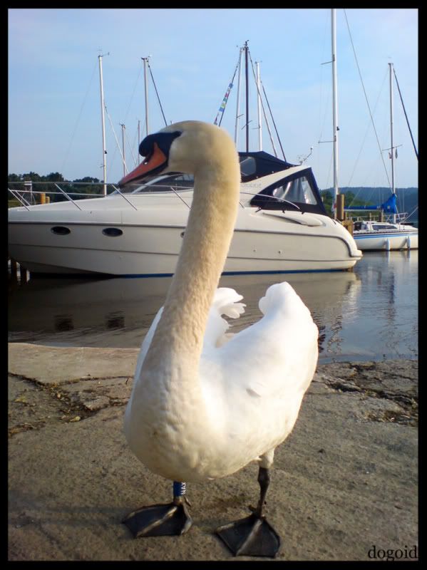 swanboat.jpg