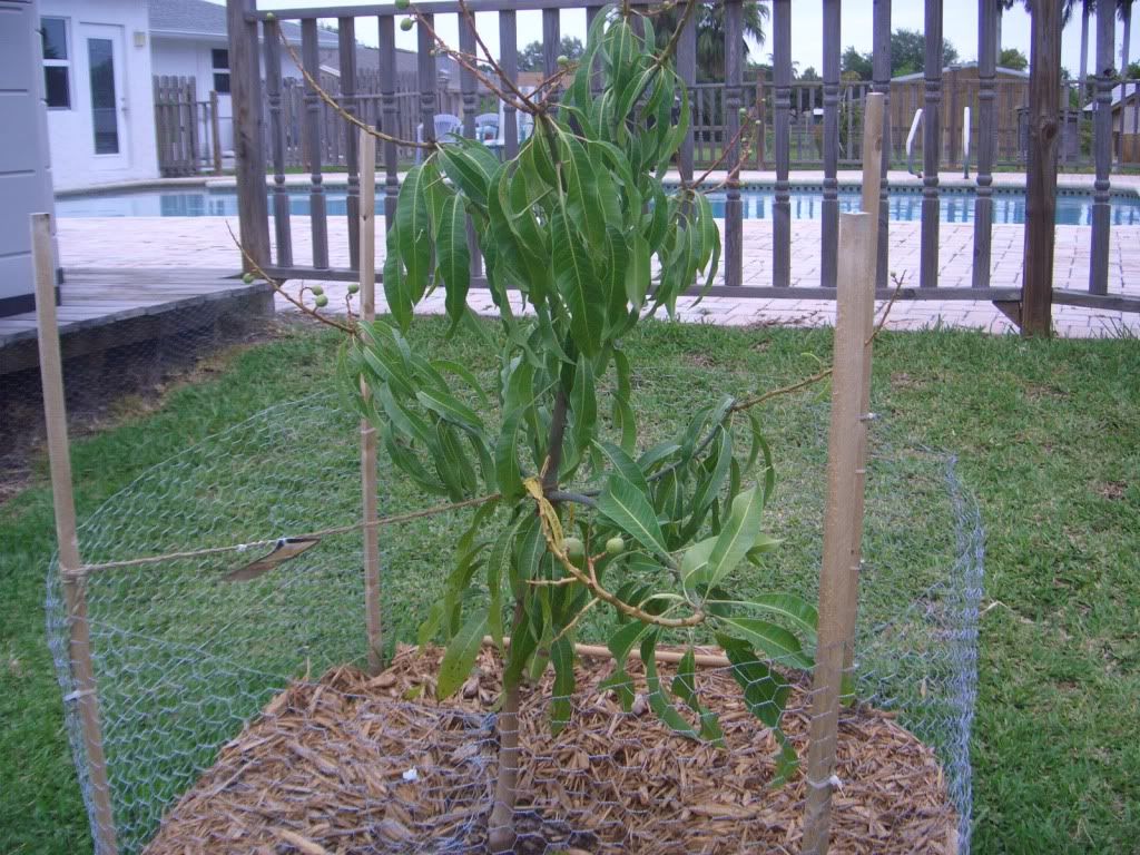 Gramham Mango Tree with fruit 2010