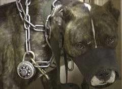 chained animals