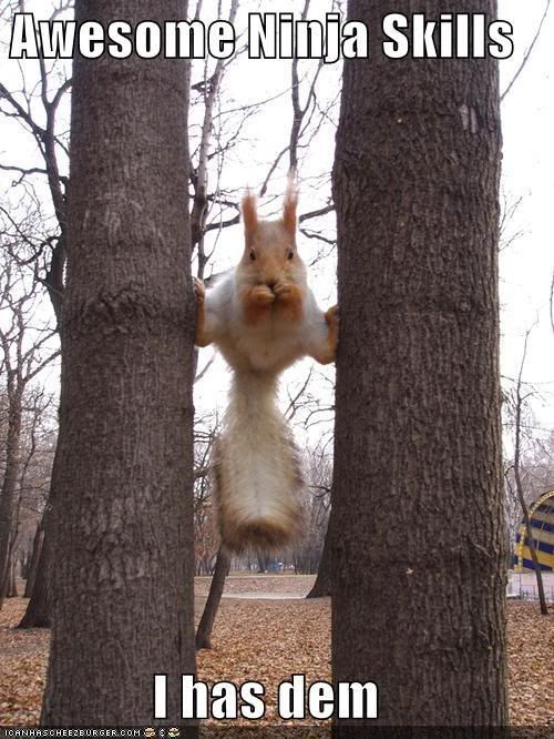 funny-pictures-ninja-skills-squirre.jpg