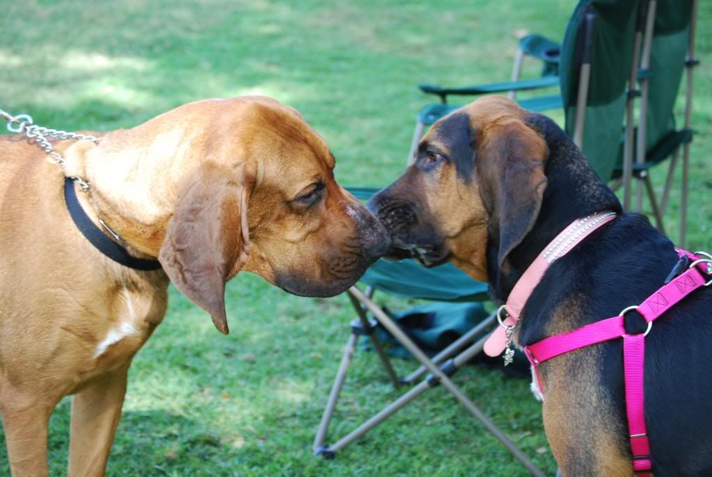 Bloodhounds Pictures, Images and Photos