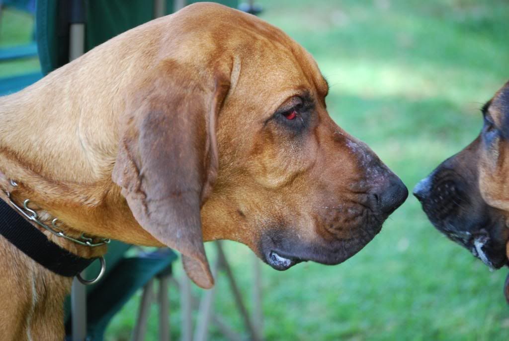 DSC_0114.jpg Bloodhounds image by goodLabs_bucket