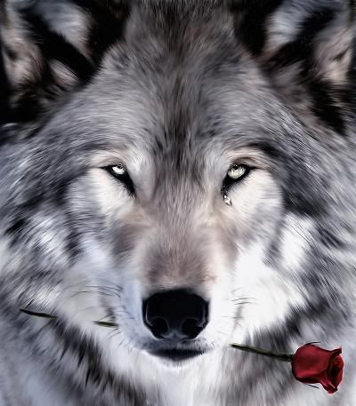 little spirit wolf Pictures, Images and Photos