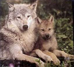 mom wolf