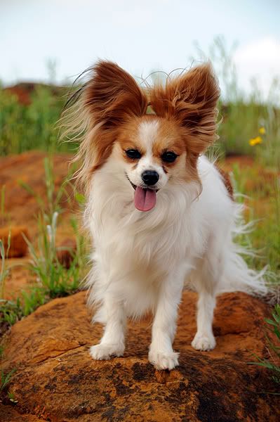 Post Your Spaniel and Spaniel Mix Pics Here