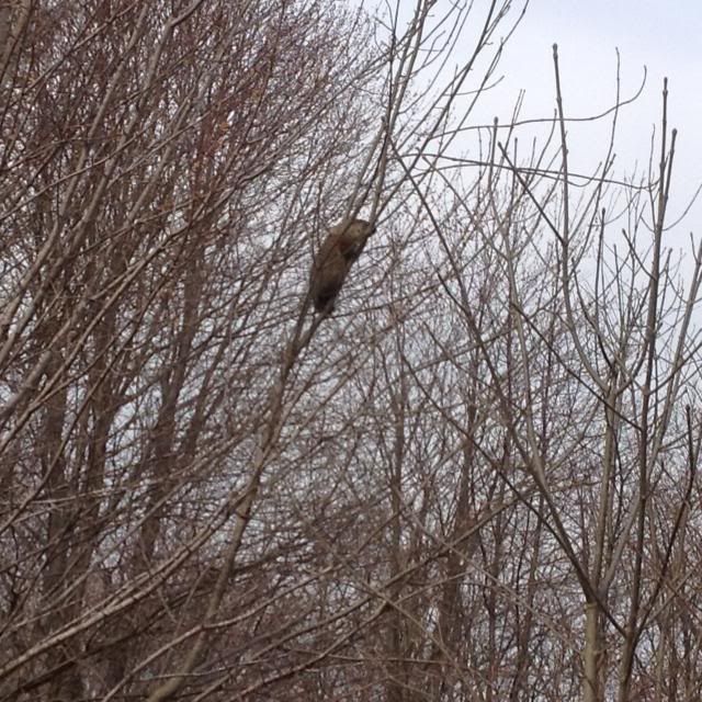 How high could a woodchuck jump? The Outdoor Community