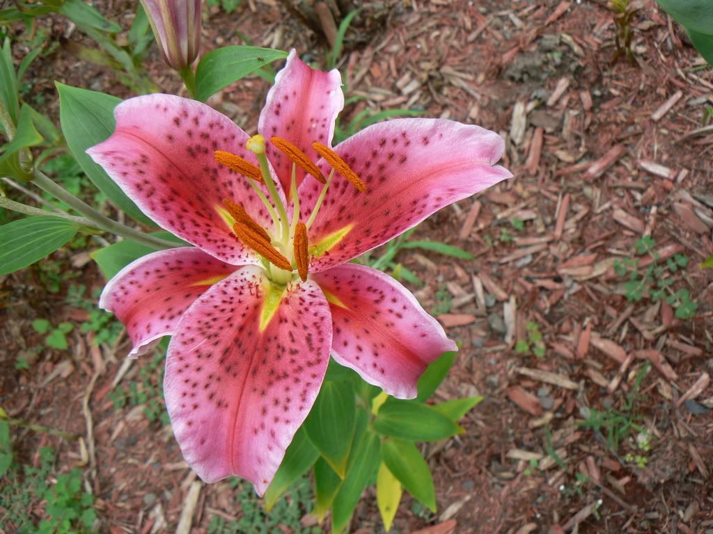 what-do-stargazer-lilies-smell-like-yahoo-answers