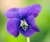 new violet