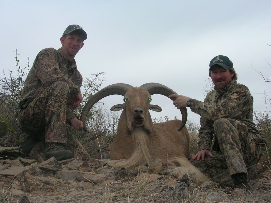 2009Aoudad025.jpg