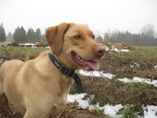 Bailey, Down on the Farm Heres the Muddy Dog herself, down on the farm. Who said a dog cant smile? That is literally a sh_t-eating grin - I saw what she was eating right before the photo.