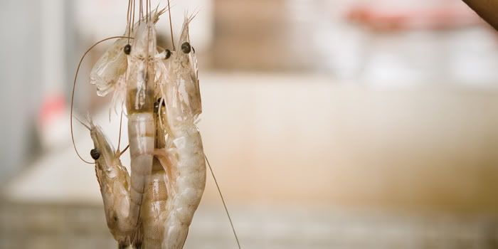 shrimp Photo credit: Garden & Gun Magazine