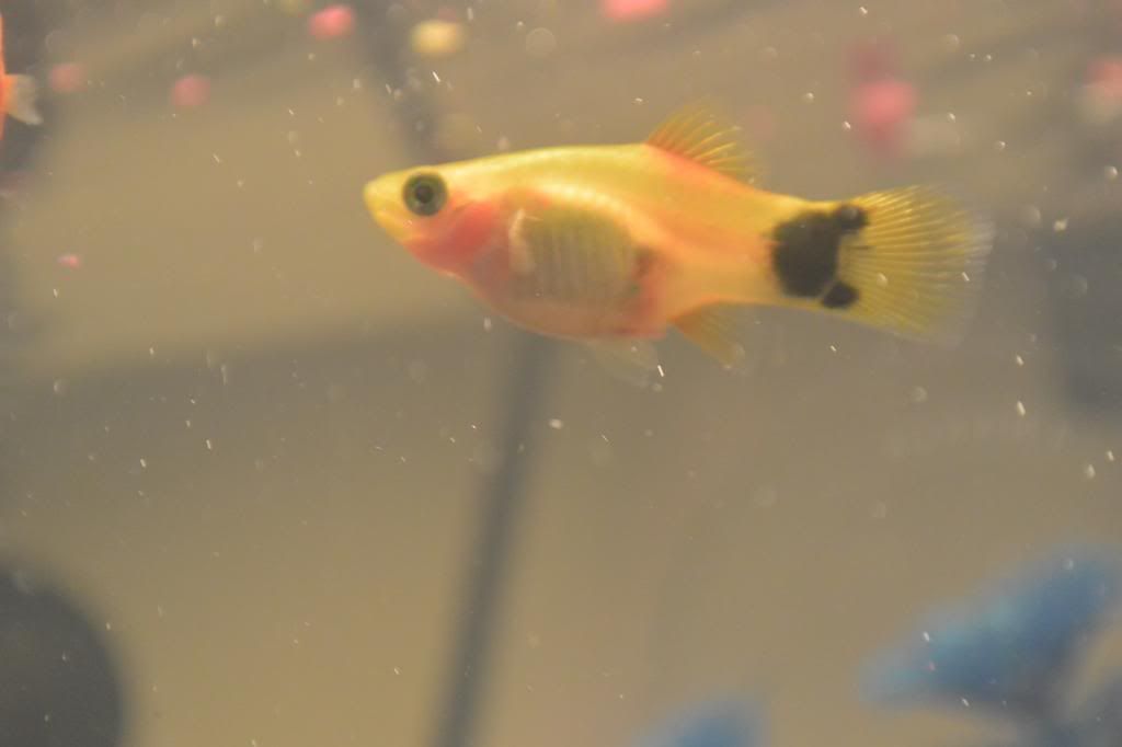 What are the signs of a pregnant platy fish?