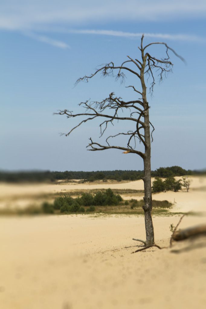 Fotografie