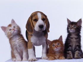 my cats and dog Pictures, Images and Photos