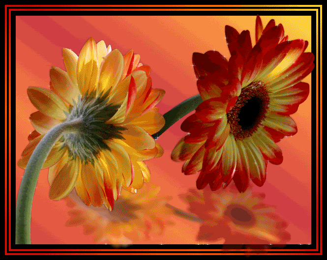 Animated flowers Pictures, Images and Photos