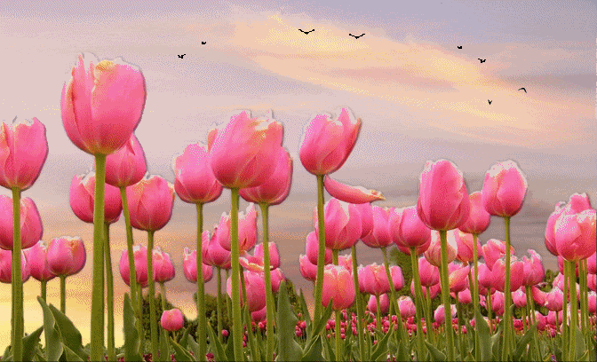 Animated flowers Pictures, Images and Photos