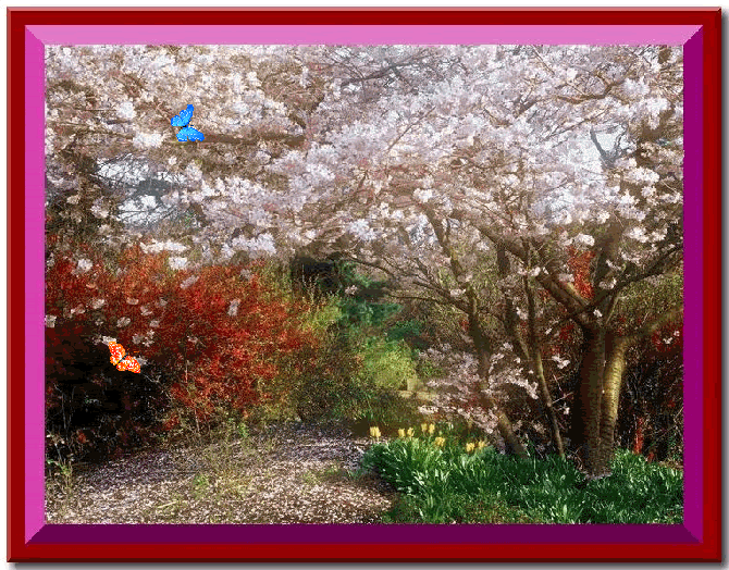 Animated flowers Pictures, Images and Photos