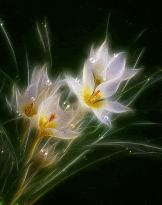 Animated flowers Pictures, Images and Photos