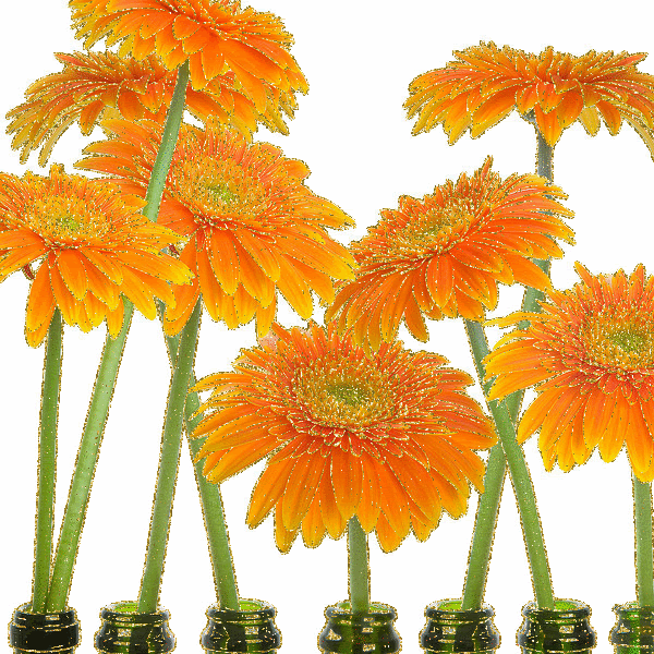 Animated Flowers Pictures, Images and Photos