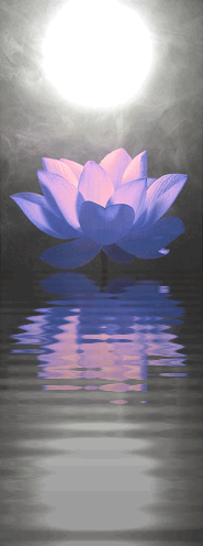 Animated flowers Pictures, Images and Photos