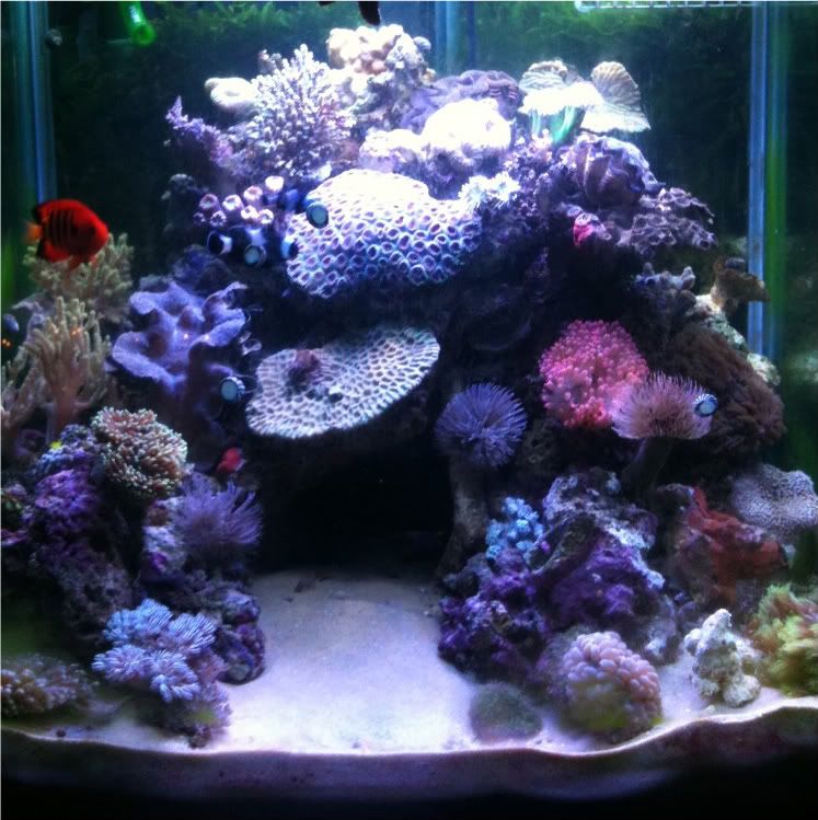 reefing the australian way