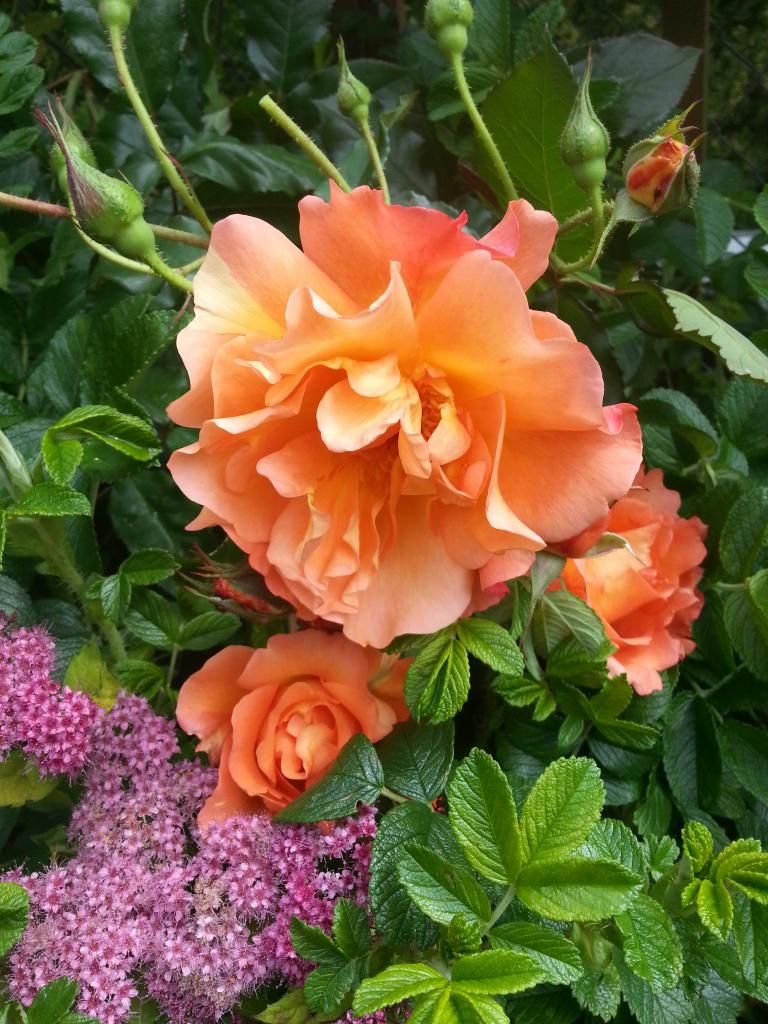  photo 20140615_111134_zpsgtv19wfc.jpg