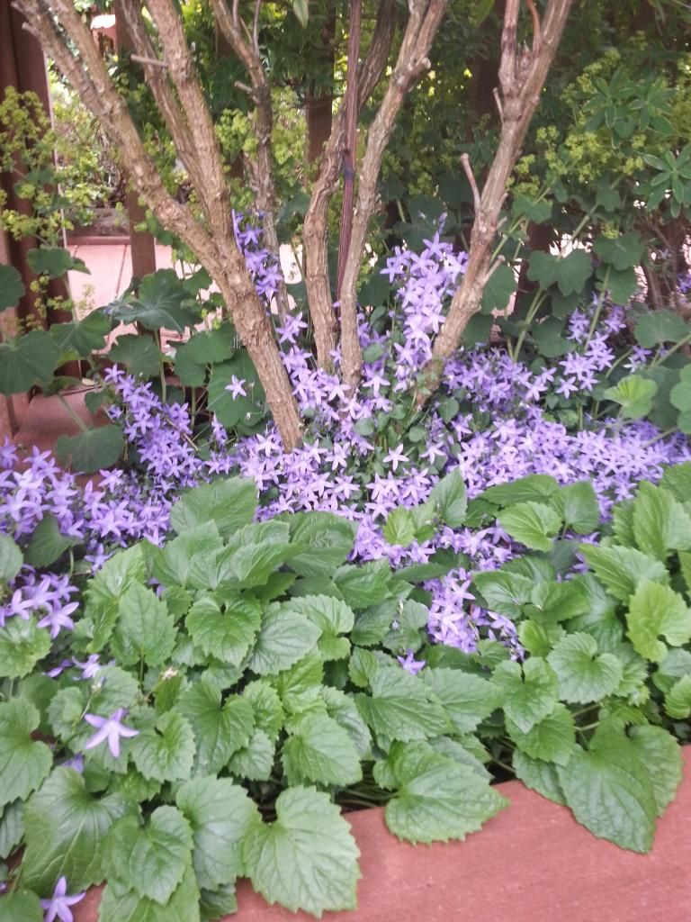  photo 20140615_111409_zpslm2p7utr.jpg