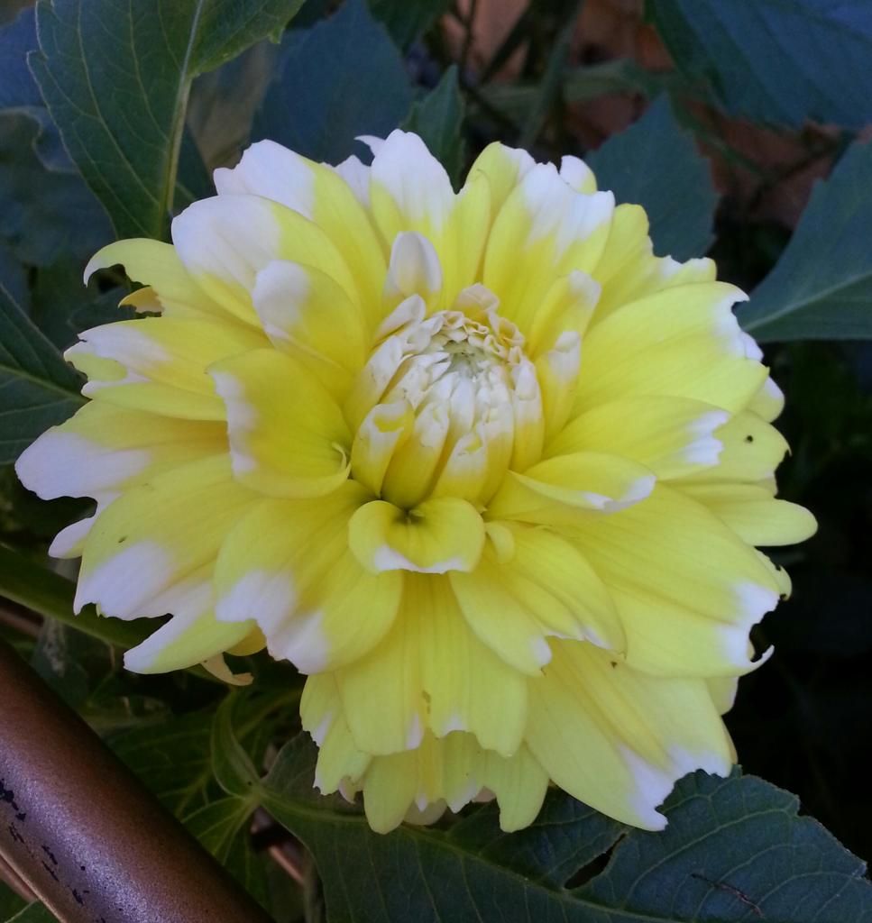  photo 20140907_110702-1_zpskpgnqjgq.jpg