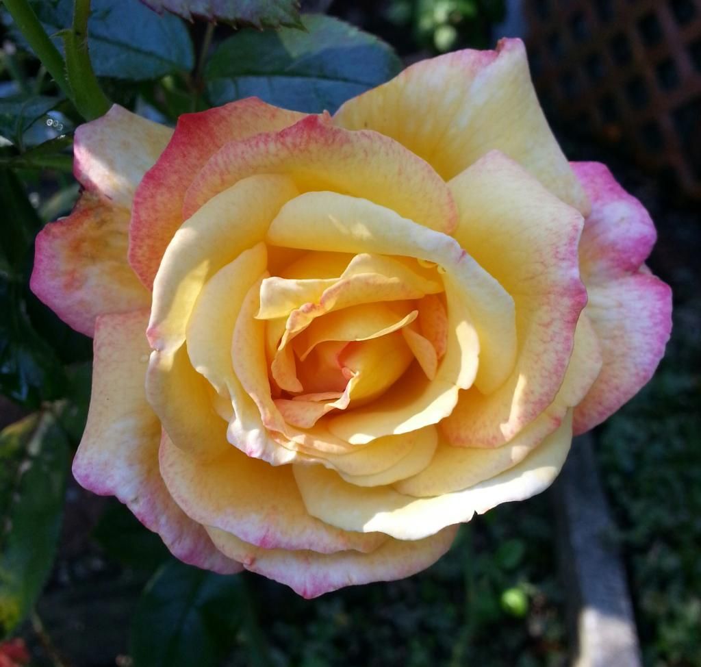  photo 20140907_111016-1_zpsurlgypcq.jpg