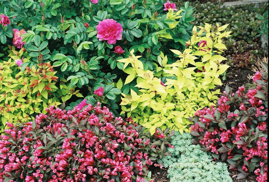 weigela/spiraea/rugosa