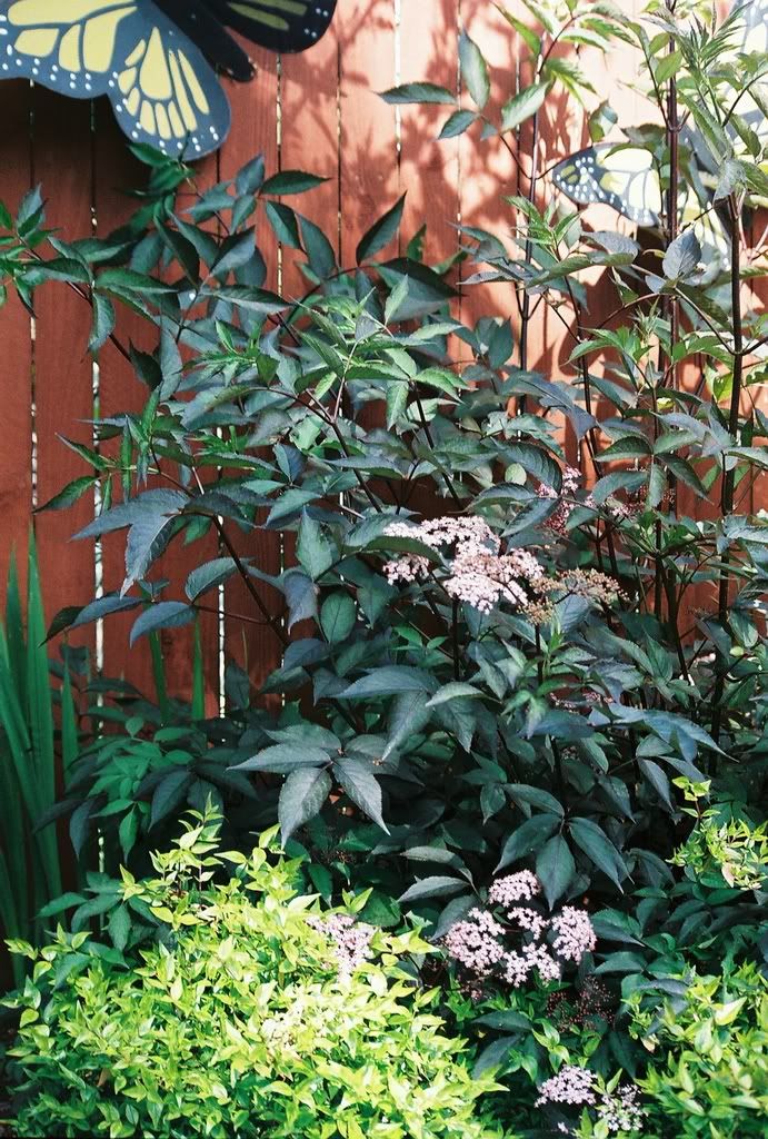 'Black Beauty'/'Kaleidascope'