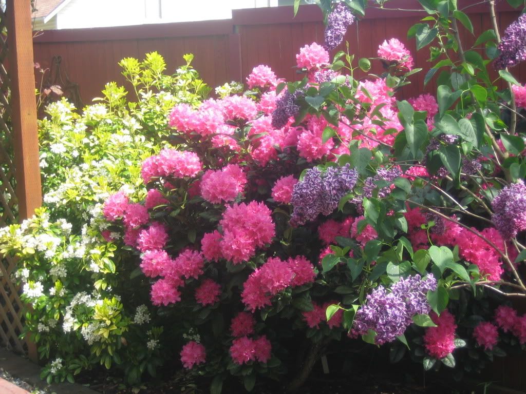 Sundance/Rocket/Sensation